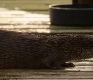 An Unexpected Friendship: How Billy and Molly the Otter Changed Each Other’s Lives Forever